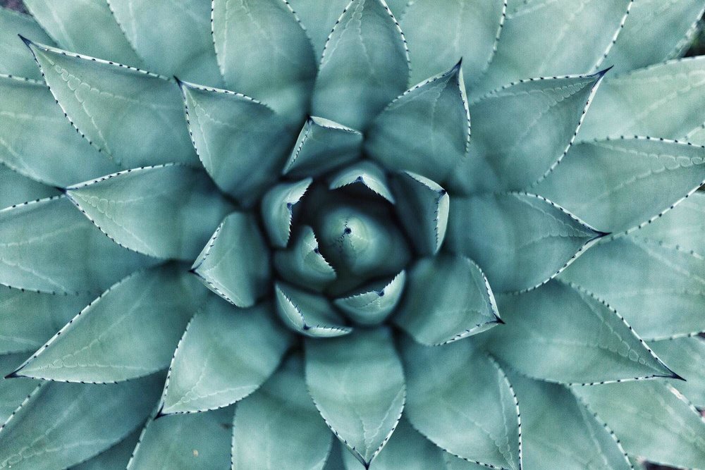  7 indoor plants that are hard to kill-Agave 